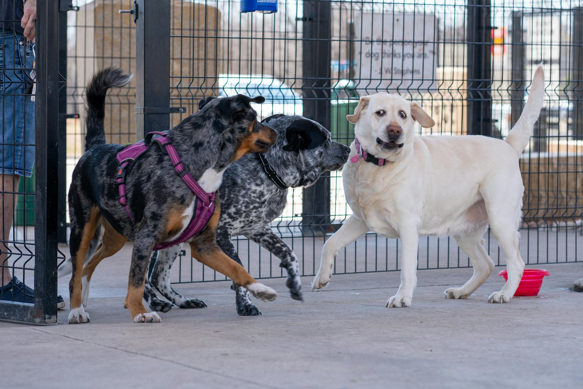 Trois chiens qui jouent ensemble