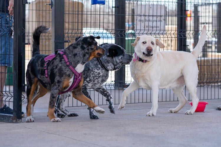 Three Dogs Playing Together 