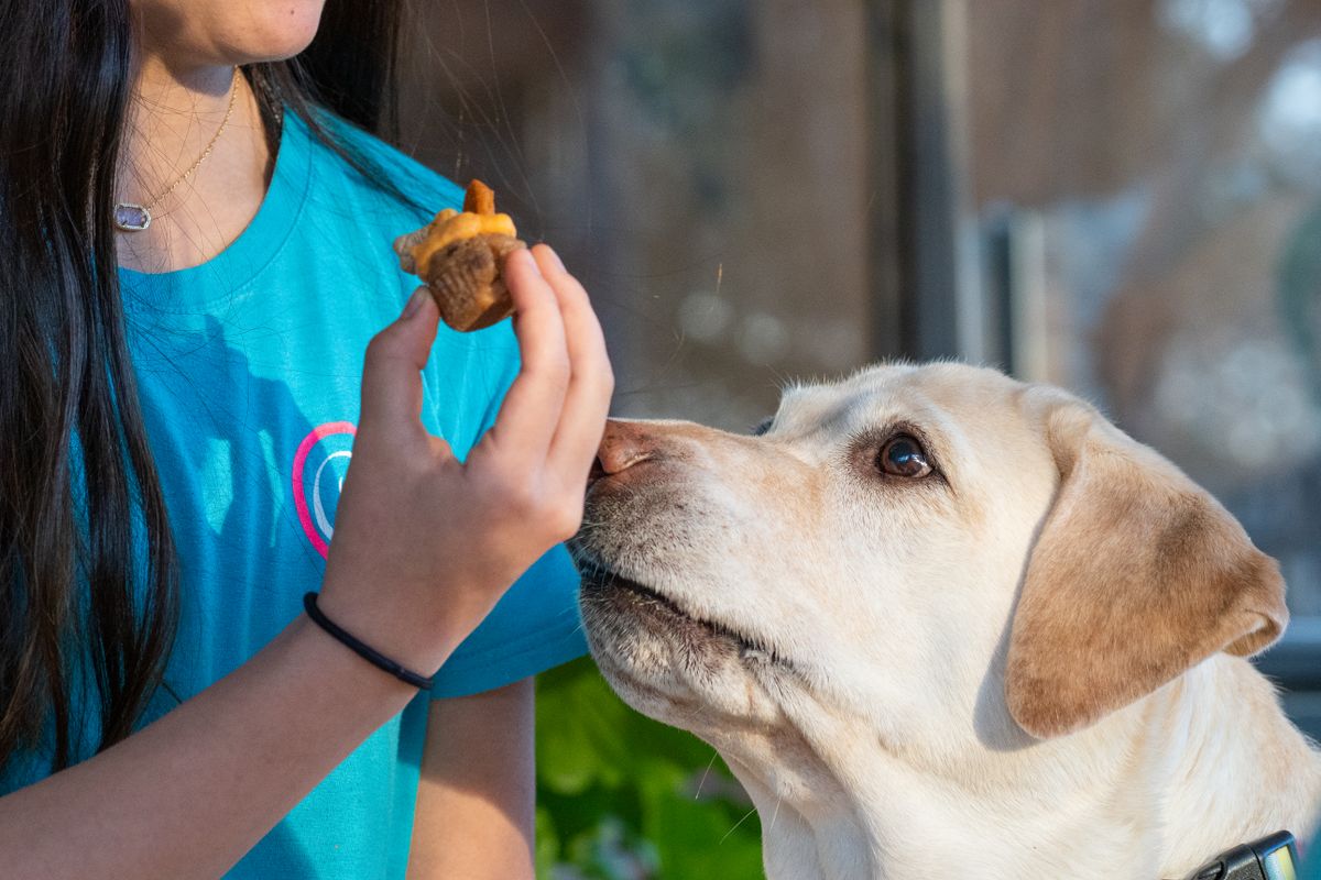 Dog standing near a person’s outstretched hand