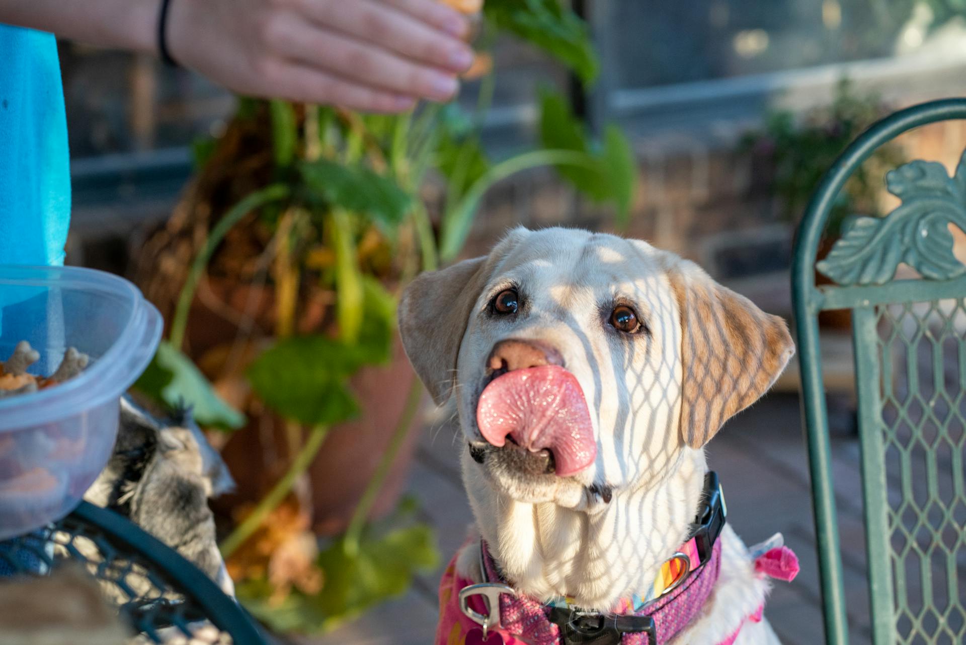 Een Labrador die zijn neus likt