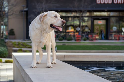Free Yellow Labrador Retriever Dog Standing Near a Pond Stock Photo