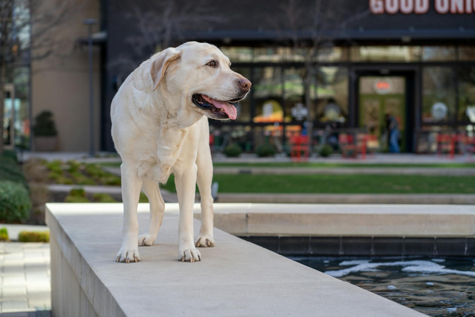 Yellow Labrador Retriever Dog Standing Near a Pond