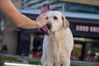 A Person Showing the Pink Collar he is Holding on a White Labrador Retriever