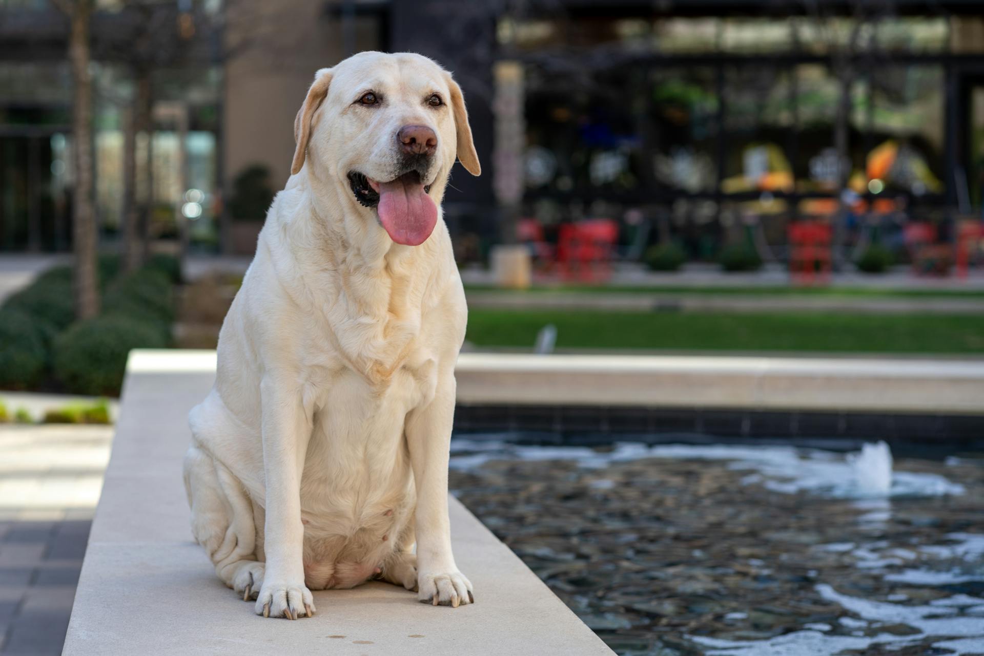 Bild av en labradorretriever nära vatten