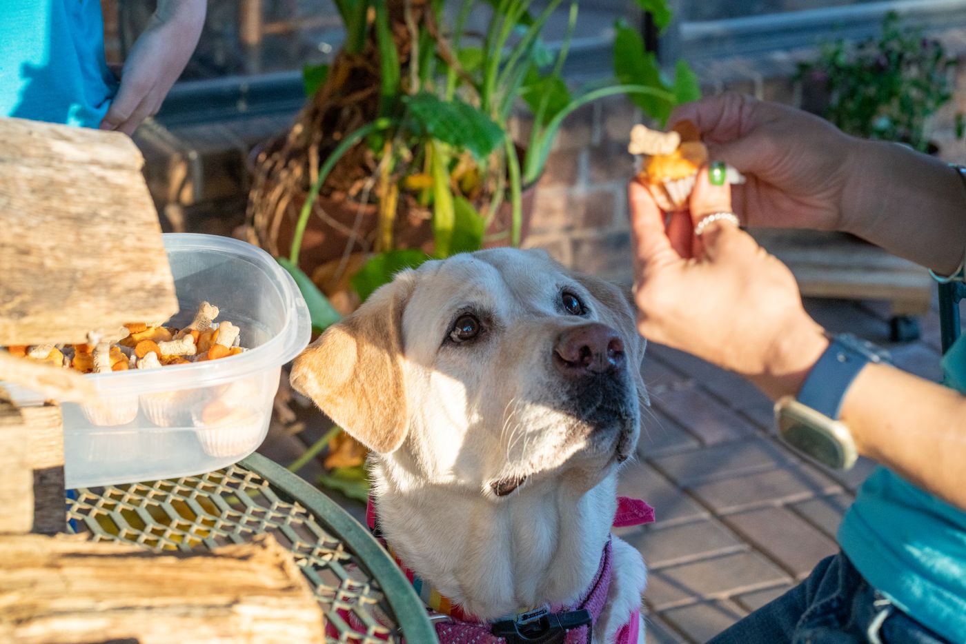 A yellow Labrador looks up expectantly as a hand offers a small dog treat in warm afternoon light