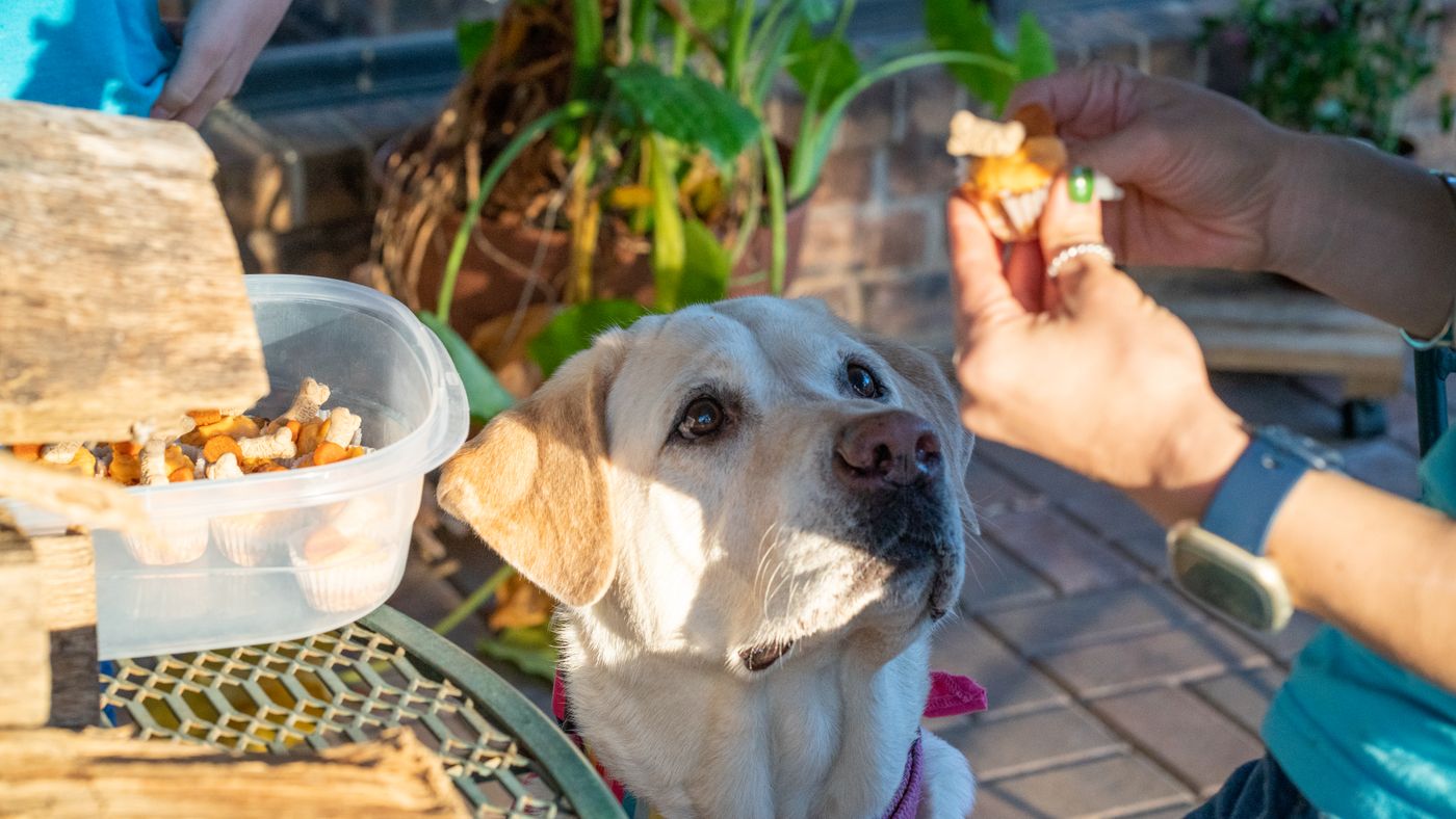 Reward Training Dogs: How It Works and Where Its Limits Are