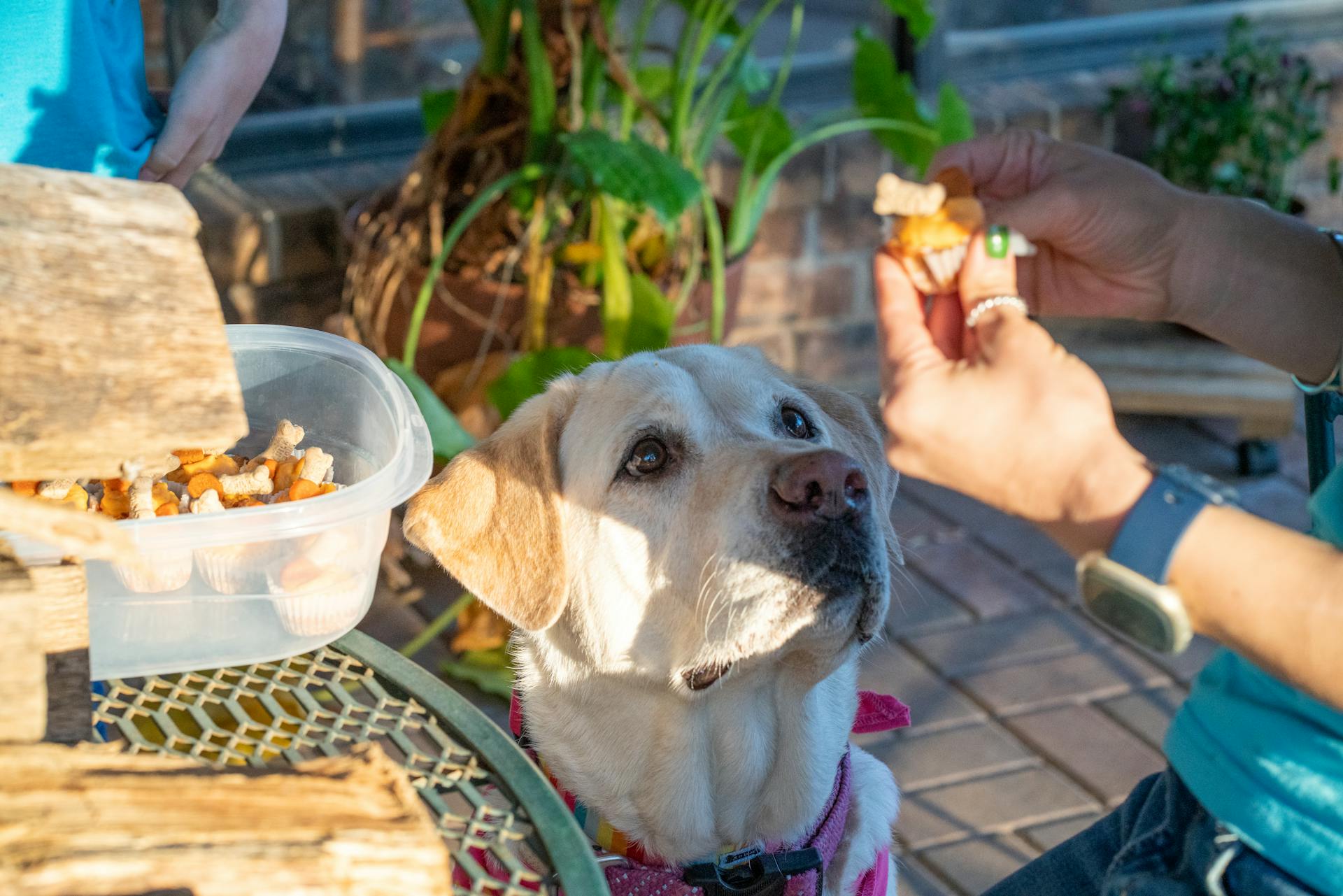 Kvinna som ger en hund en godis