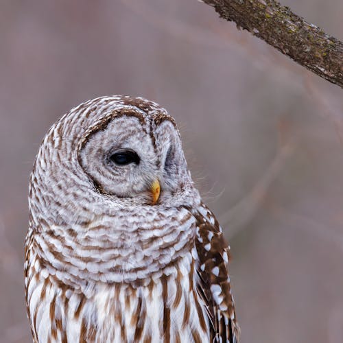 Close-Up Shot of a Barred Owl
