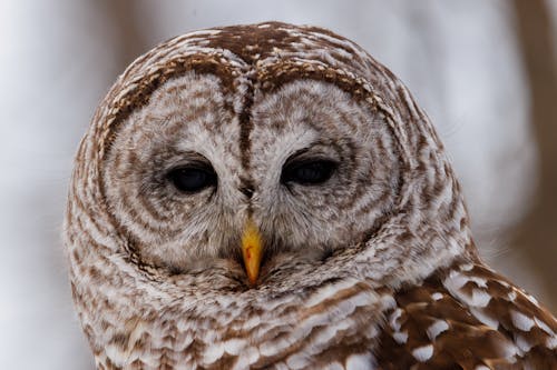 Close-Up Photo of a Barred Owl