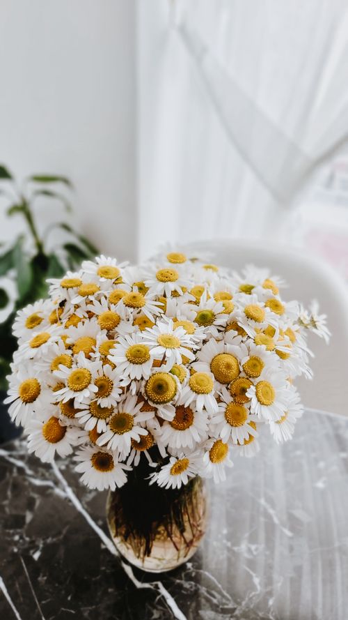 Free A vibrant bouquet of daisies in a vase on a marble table in sunny indoor setting. Stock Photo