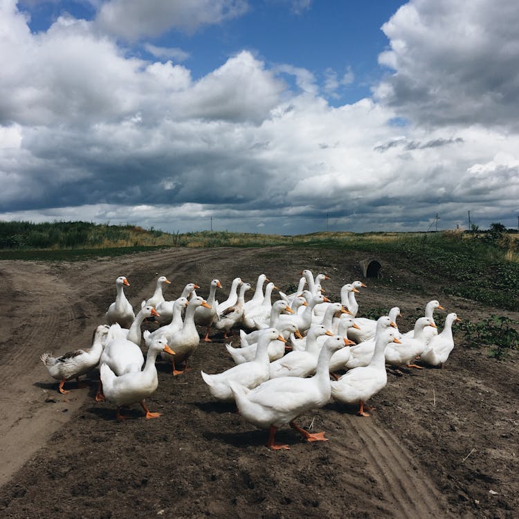 A Flock Of White Geese