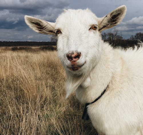 Foto profissional grátis de animal, bode, campo marrom