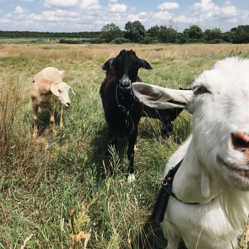 Free Three goats grazing in a grassy field under a sunny sky. Stock Photo