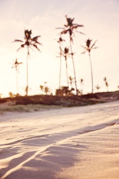 Peaceful sandy beach with tall palm trees silhouetted against a warm sunset sky in Bundall, Queensland.
