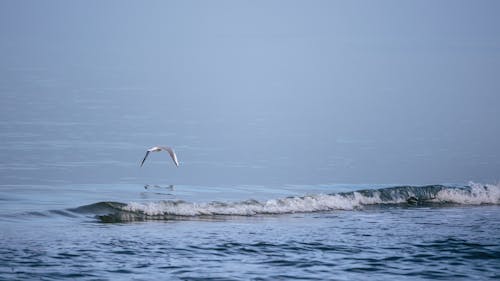 Seagull over Water