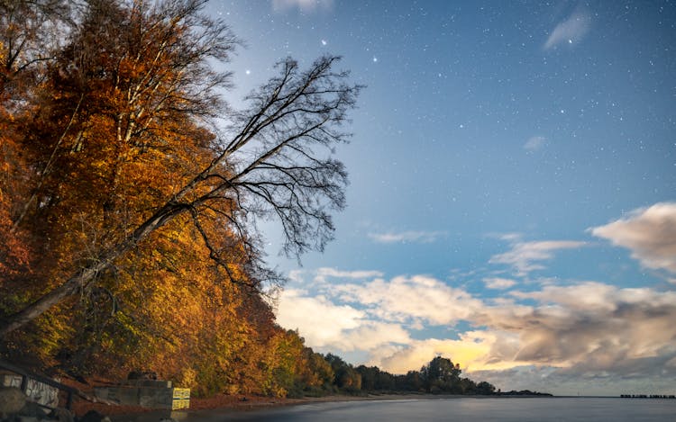 Golden Forest Near River Bank On Sunset