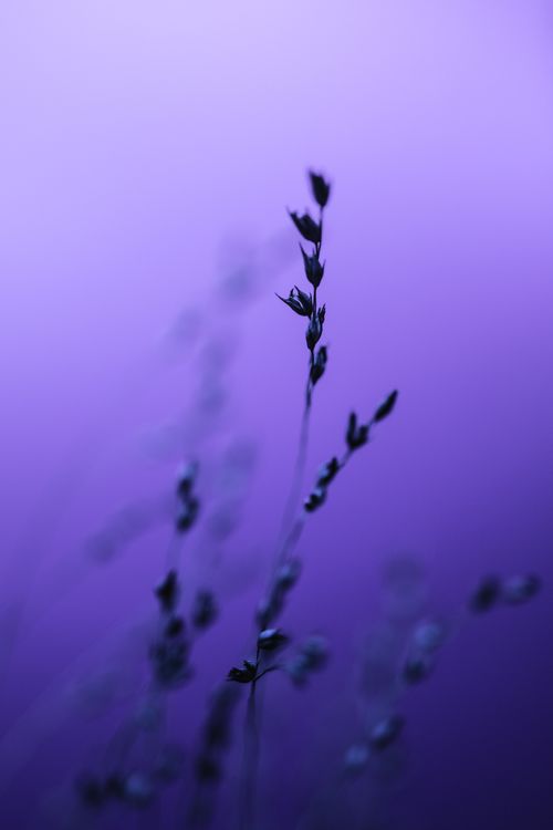 Free Graceful botanical silhouette against a vibrant purple backdrop, evoking mystery and beauty. Stock Photo