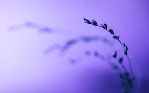 Free A delicate close-up of a plant branch against a soft purple background. Stock Photo