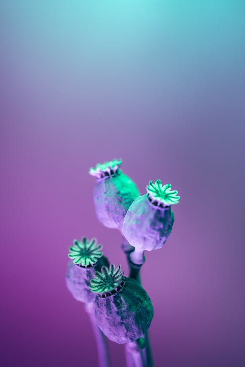 Purple and Green Flower Bud in Close Up Photography