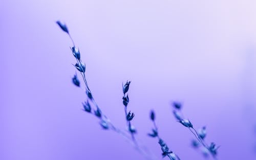 Gratis lagerfoto af flora, lilla, plante