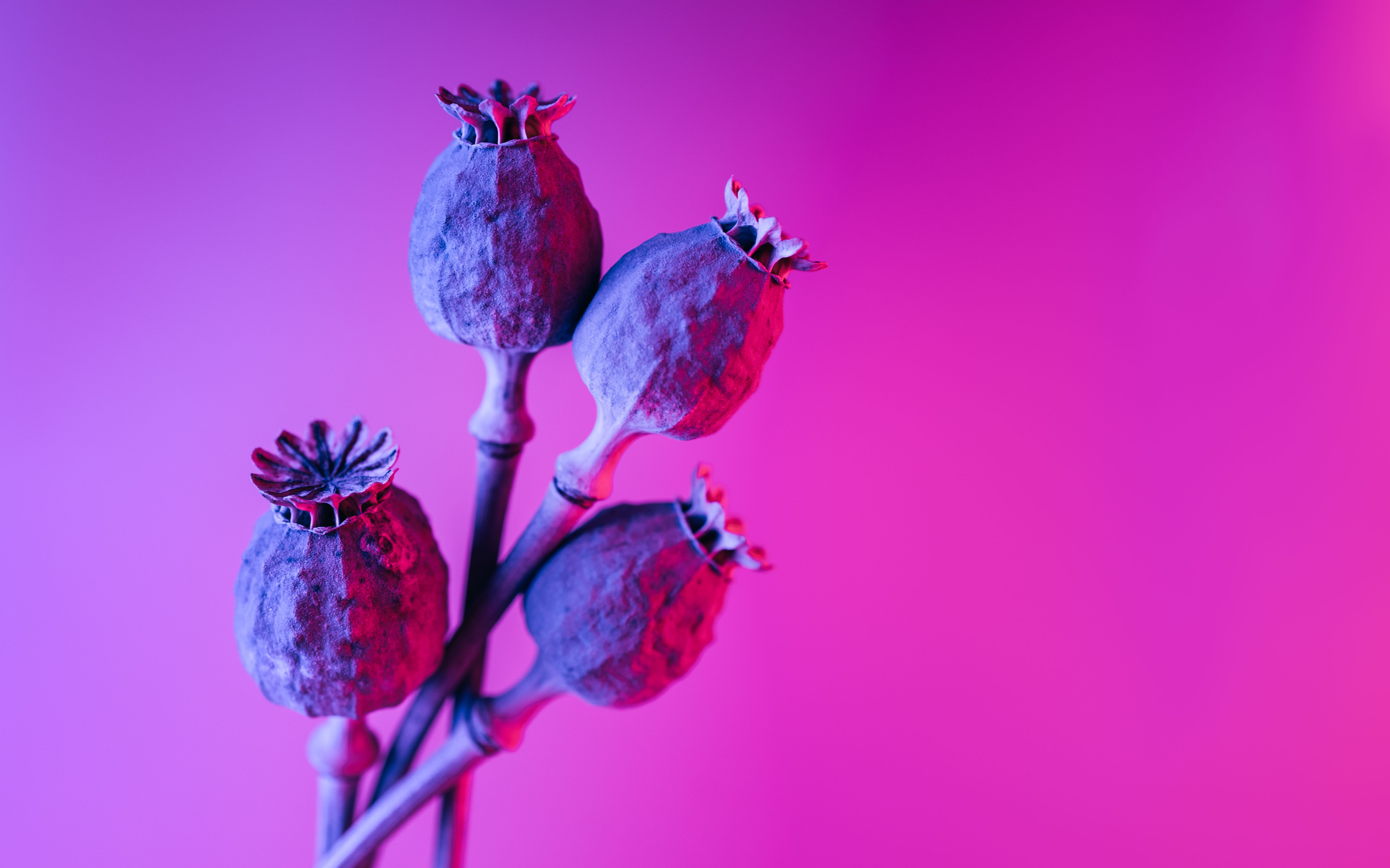 Fotomural Primer plano artístico de cabezas de semillas de amapola contra un fondo rosa vívido, mostrando la belleza de la naturaleza.