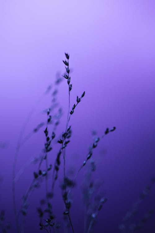 Silhouette of Flowers on Purple Background