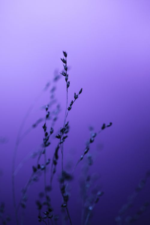 Free Close-up of delicate lavender stems against a serene purple gradient background, creating a tranquil vibe. Stock Photo