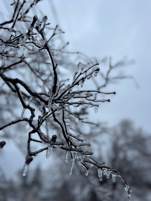 Free Close-up of frozen tree branches with icicles on a cold winter day in New York. Stock Photo