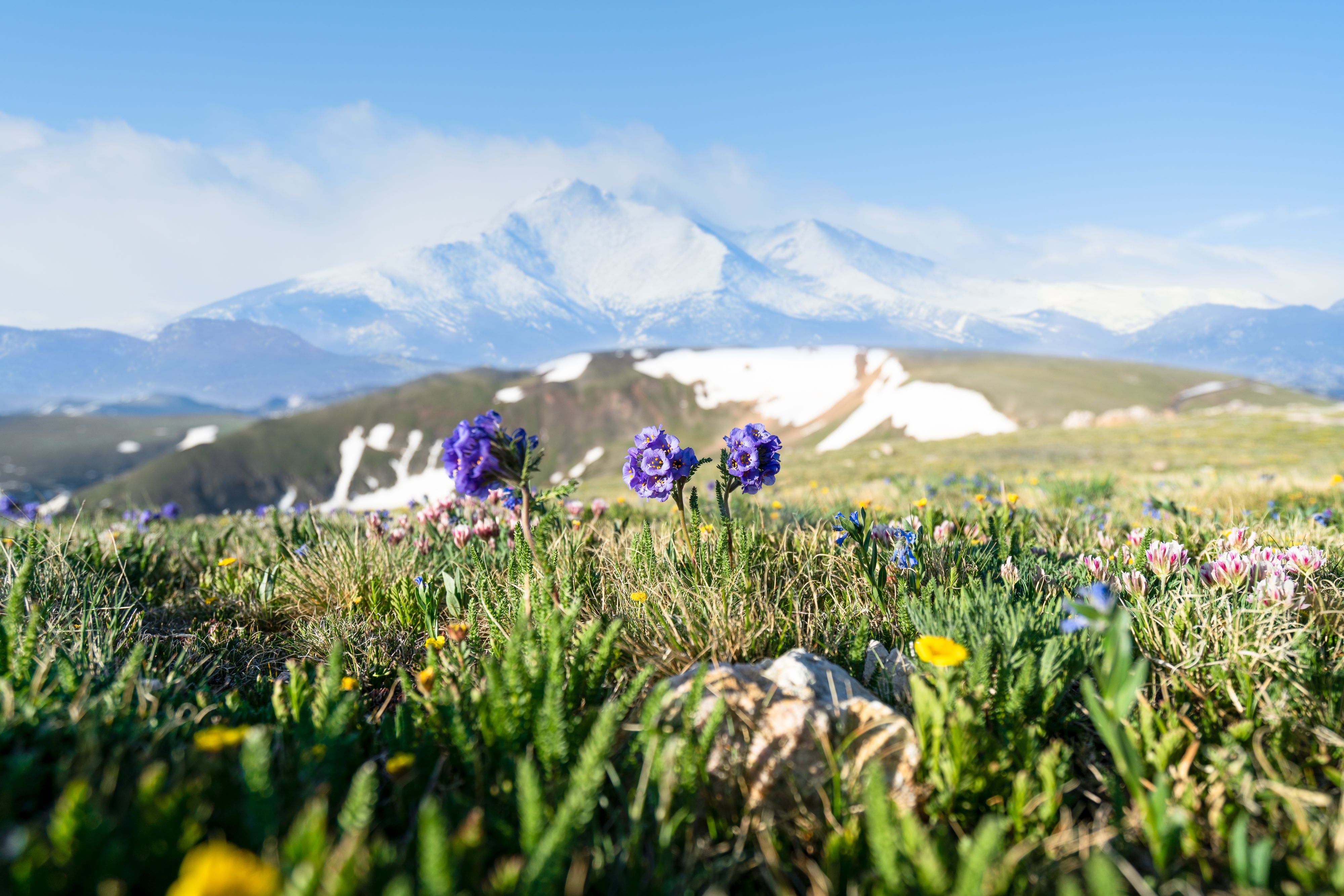 Vibrant wildflowers blooming in the scenic mountains of Estes Park, Colorado.