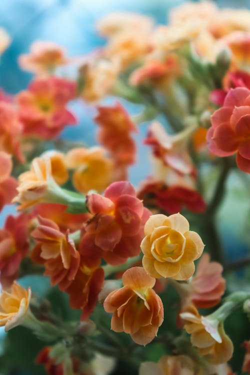 Close-Up Photo of Yellow and Red Flowers