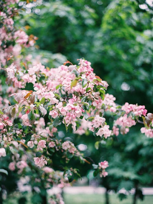 가지, 꽃, 모바일 바탕화면의 무료 스톡 사진