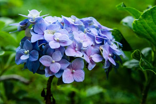 Free stock photo of flowers, purple Stock Photo