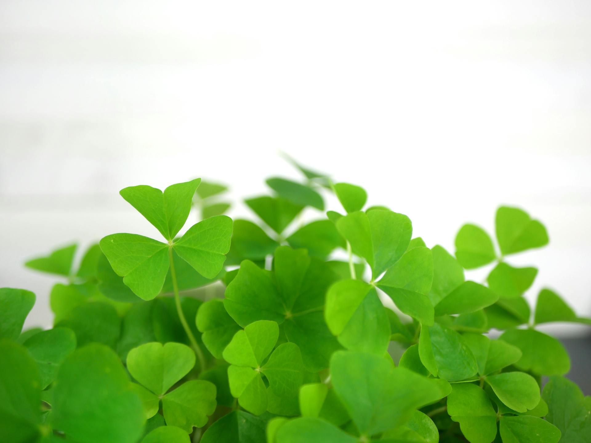 Close-up of green clover leaves against a white background, symbolizing luck and nature.