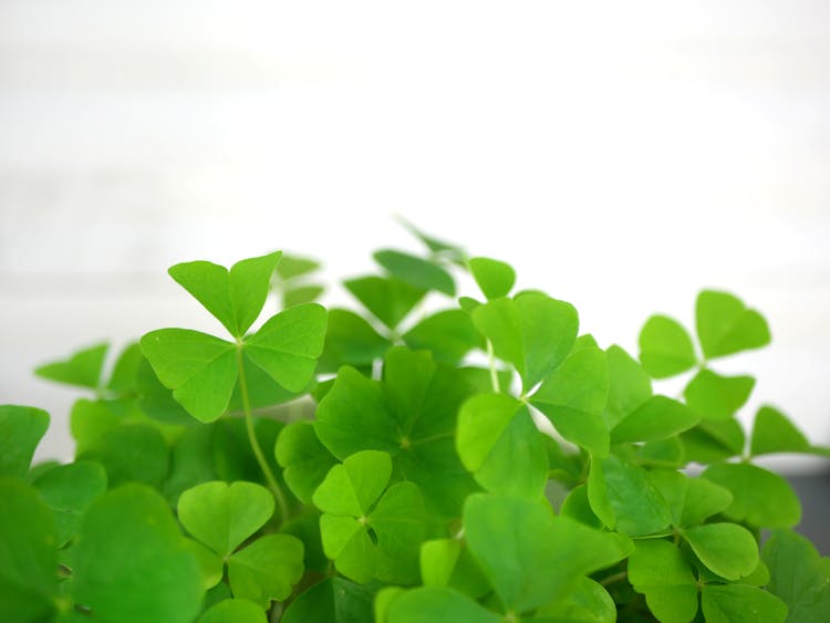 Four Leaf Clover Plant In Macro Shot Photography