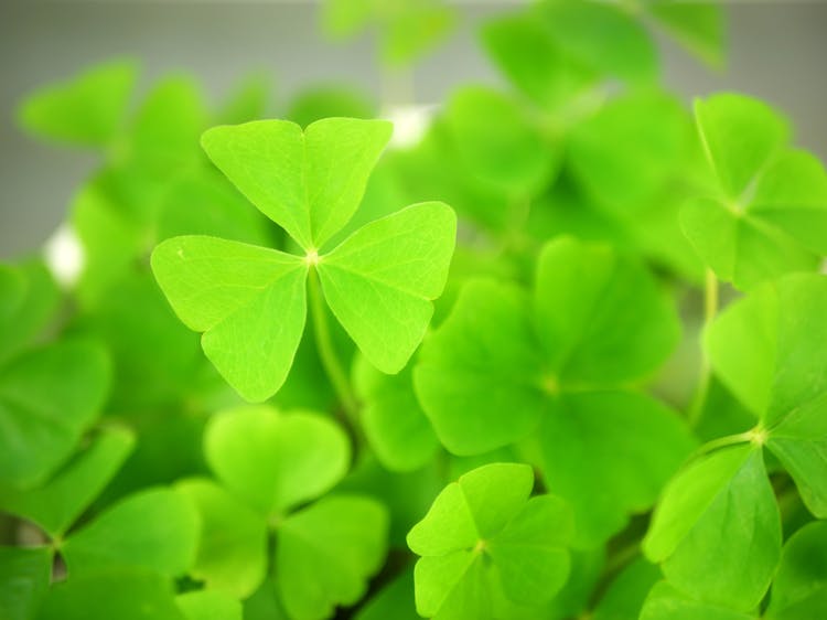 Four Leaf Clover Plant In Macro Shot Photography