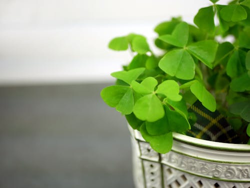 Free Four Leaf Clover Plant on a Vase Stock Photo