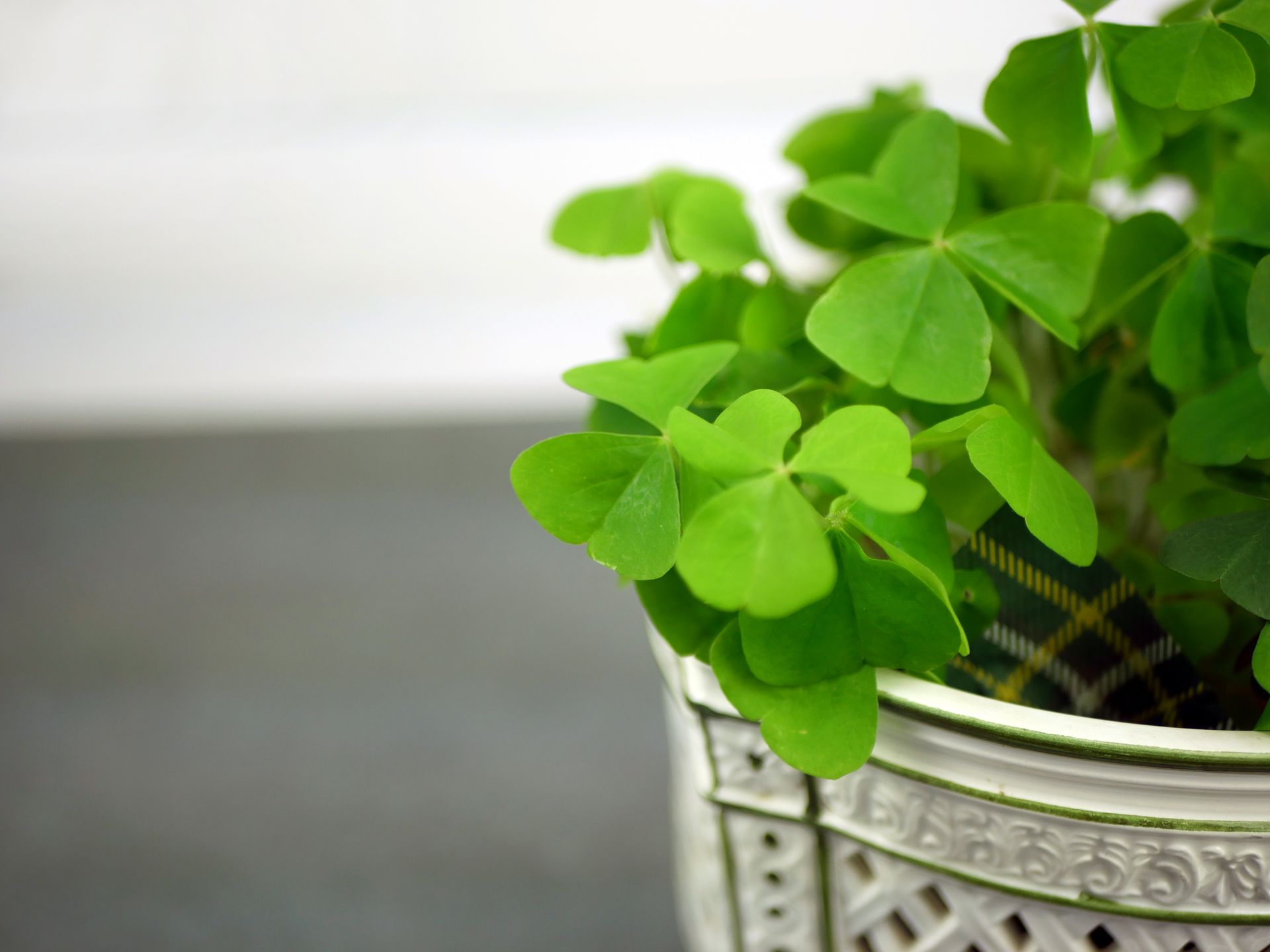 Macro shot of lush green clover leaves in an ornate metal pot against a white background.