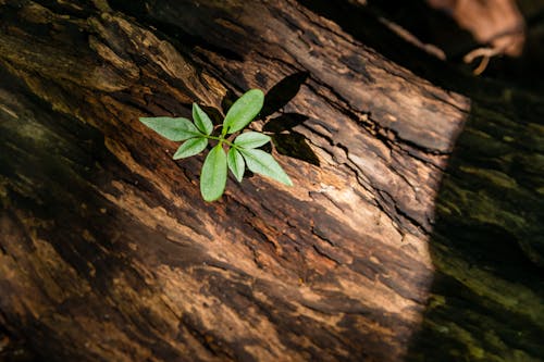 Fotos de stock gratuitas de planta, vida