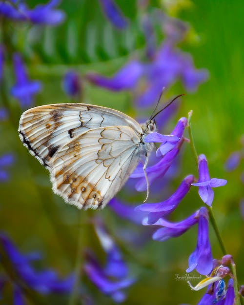 Butterfly Perched on a Purple Flower