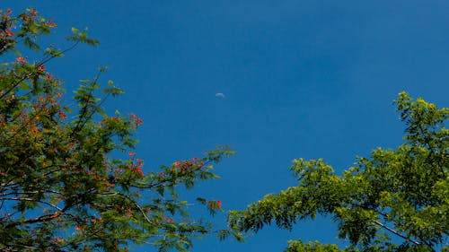Free stock photo of moon, trees