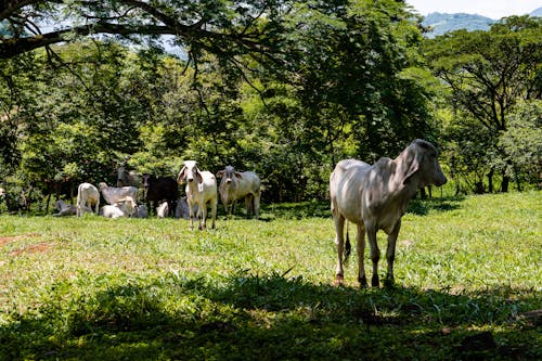 Ücretsiz büyükbaş hayvanlar, inekler içeren Ücretsiz stok fotoğraf Stok Fotoğraflar