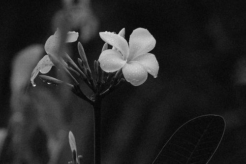 Free Close-up of frangipani flower with morning dew, captured in monochrome, highlighting texture. Stock Photo