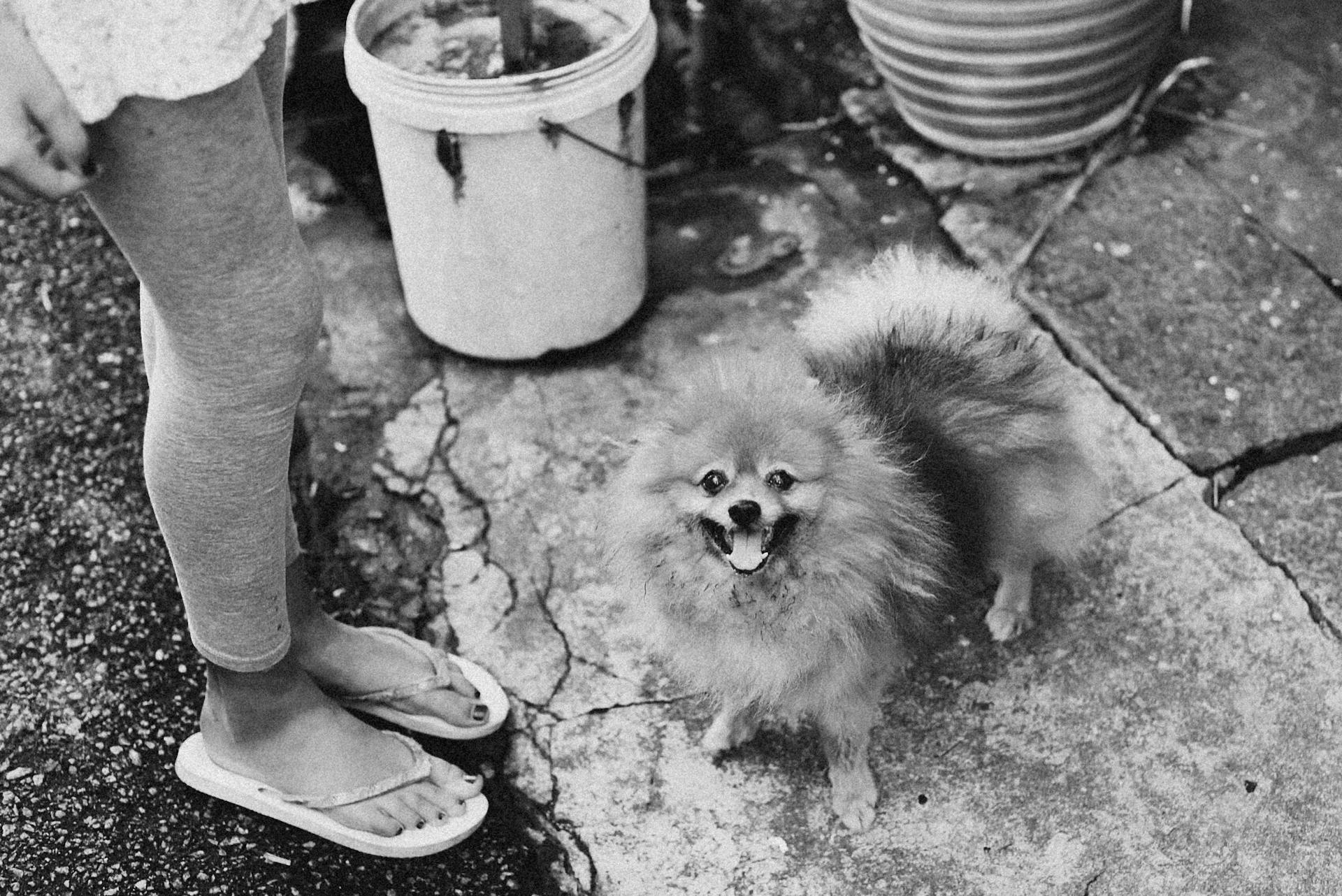 Grayscale Photo of Pomeranian Dog