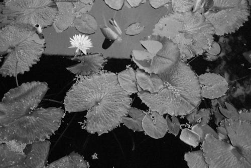 Grayscale Photo of Water Lily on a Pond