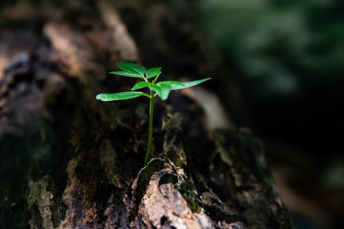 樹幹上的綠色植物幼苗的選擇性聚焦照片