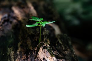 Selective Focus Photo of Green Plant Seedling on Tree Trunk