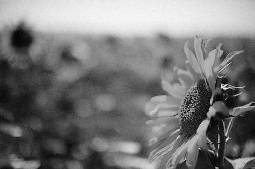 Free 
A Grayscale of a Sunflower in Bloom Stock Photo