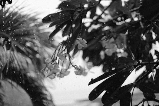 Elegant black and white photo capturing plumeria flowers during a gentle rain shower.