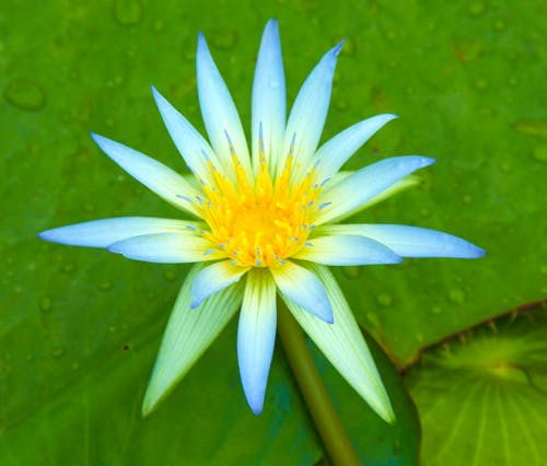 Close-Up Photograph of a Water Lily
