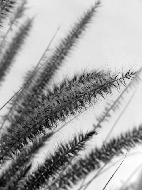 垂直ショット, 植物, 白黒の無料の写真素材